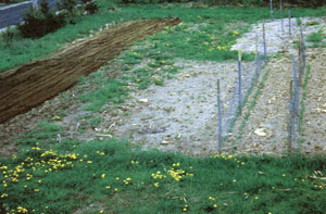 Practical Weed Control Image